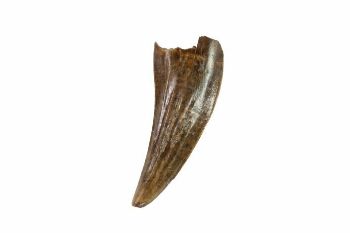 Raptor (Paronychodon?) Tooth - Hell Creek Formation, Montana #97365